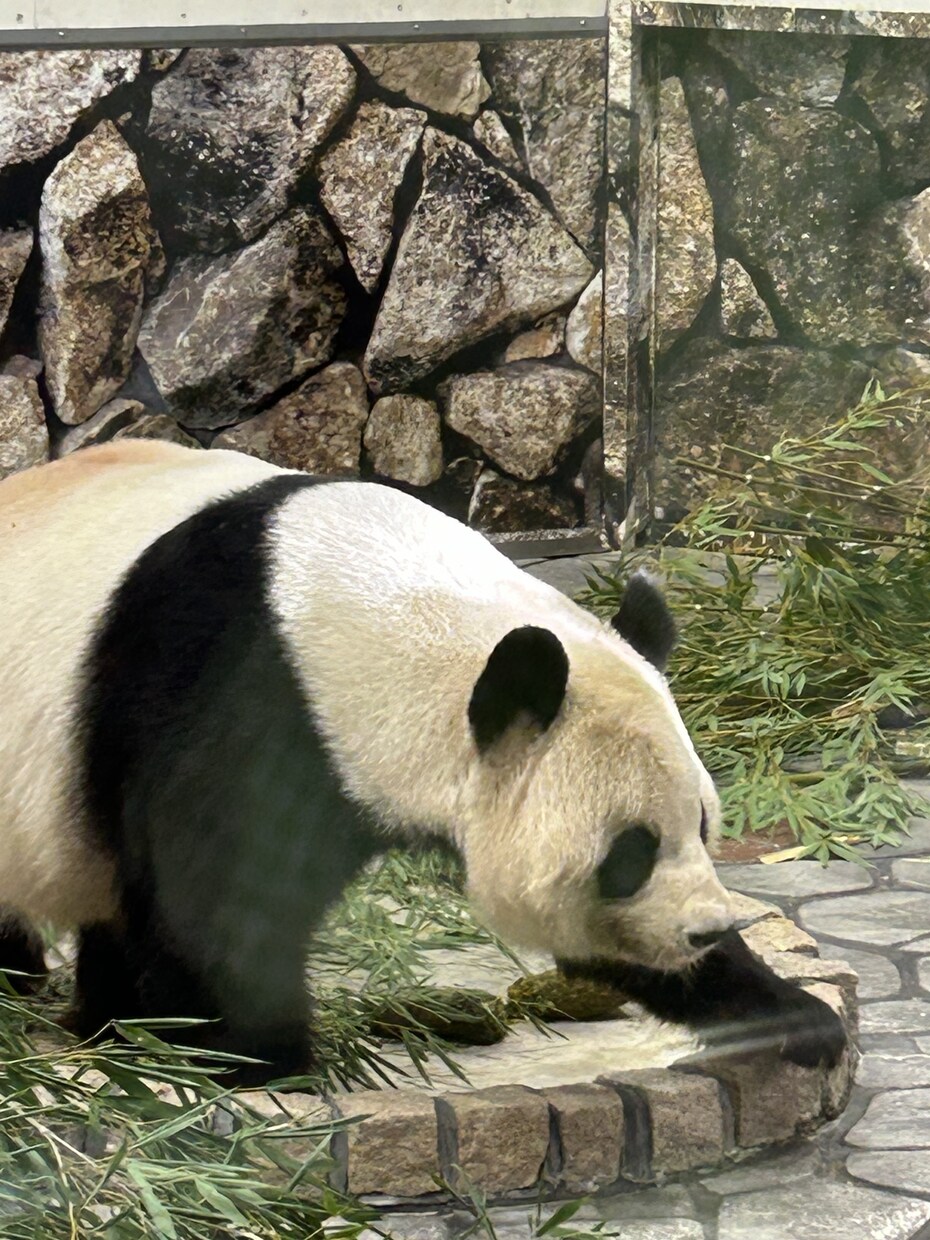 動物園の写真　【先着5名】　5→10枚提供します 商用利用OK！掲載写真全て、各種画像・動画に使えます！ イメージ6