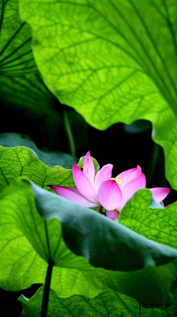 運気・恋愛・結婚・仕事・金運・転居など霊視致します 組合せ自由にお悩み3つまで霊視致します。メッセージ付でお届け イメージ3
