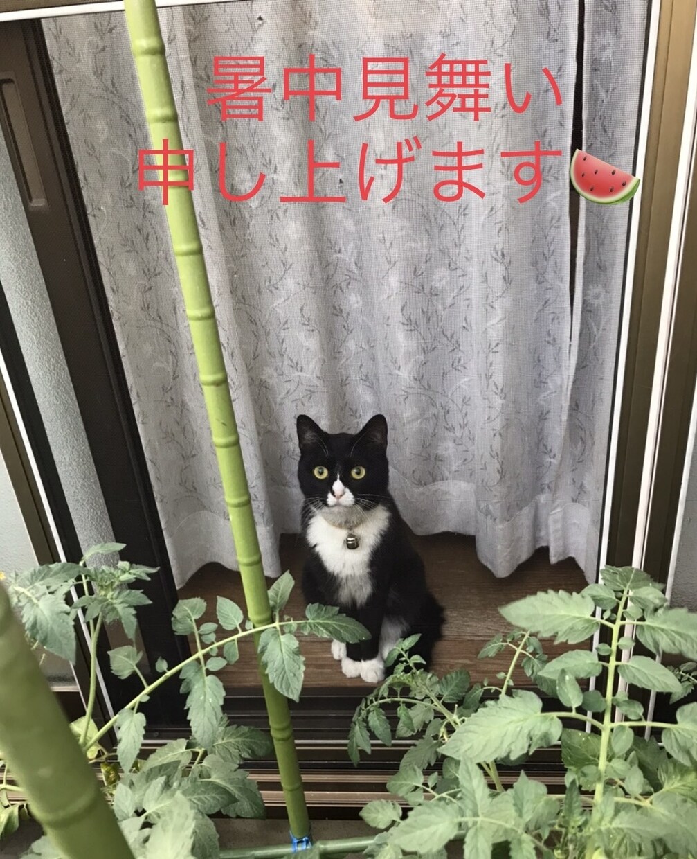猫カウンセラーがお話し聞きます 悩めるYou猫が聞いて、猫がお返事いたしますのにゃ イメージ1