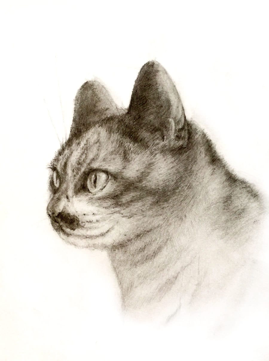 お好きな写真から鉛筆デッサンを描きます いつまでもお手元に残せる作品をご提供します。 イメージ5