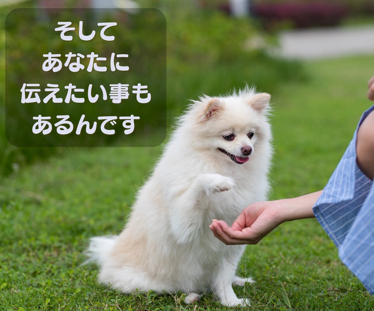 家族のように大切なペットの心の声を読み取ります アニマルコミュニケーションであなたとペットの気持ちを繋ぎます イメージ4