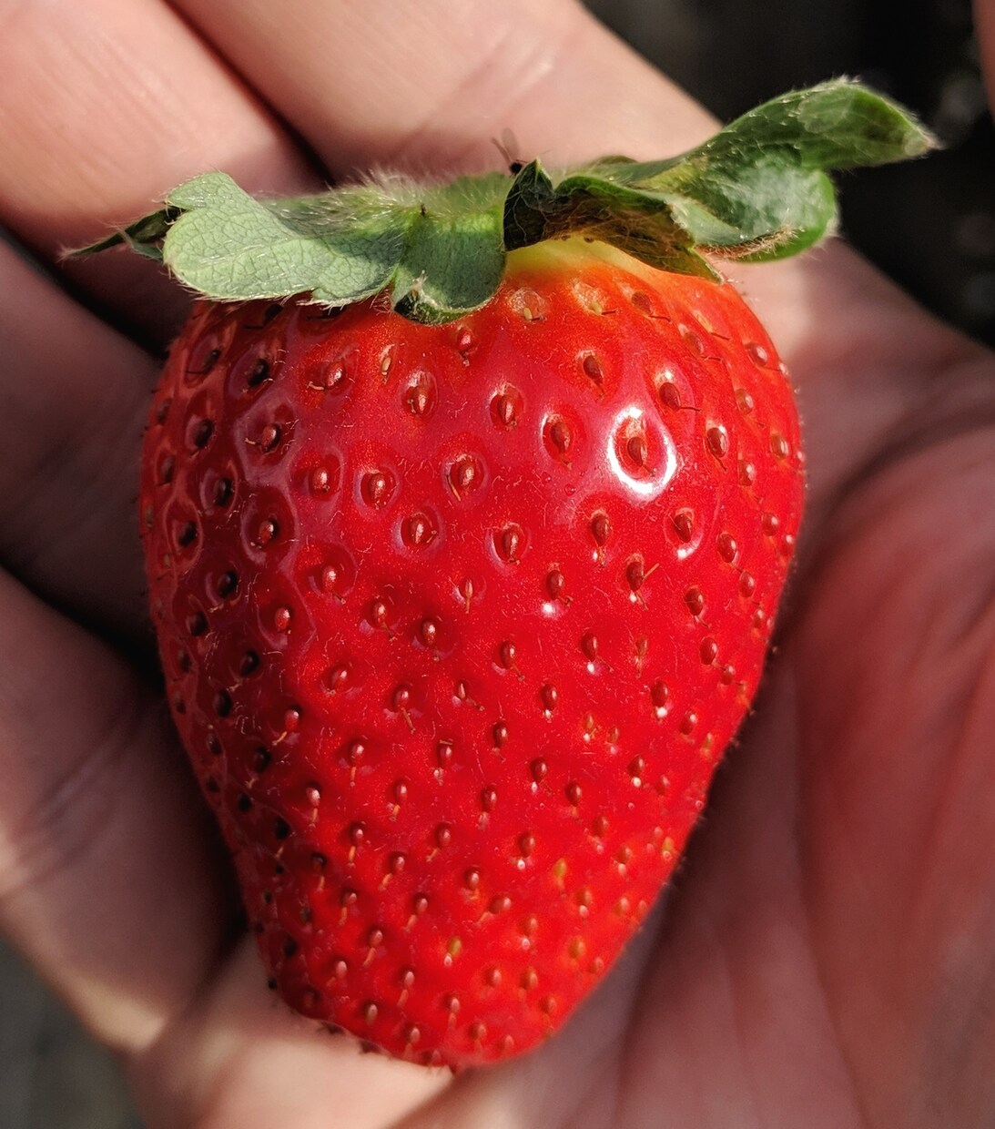 イチゴの作り方教えます イチゴを生産しています。ぜひ聞いてみて下さい。 イメージ1