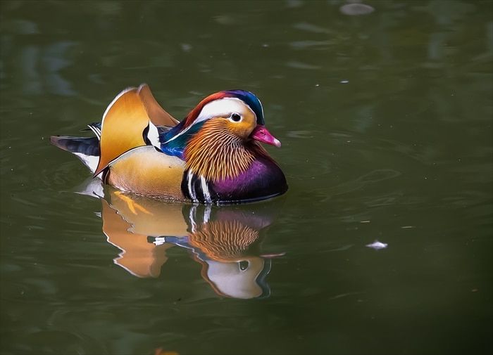 野鳥写真初心者の方へ、飛翔中の撮影を含めた野鳥撮影のテクニックをお教えします。 イメージ3