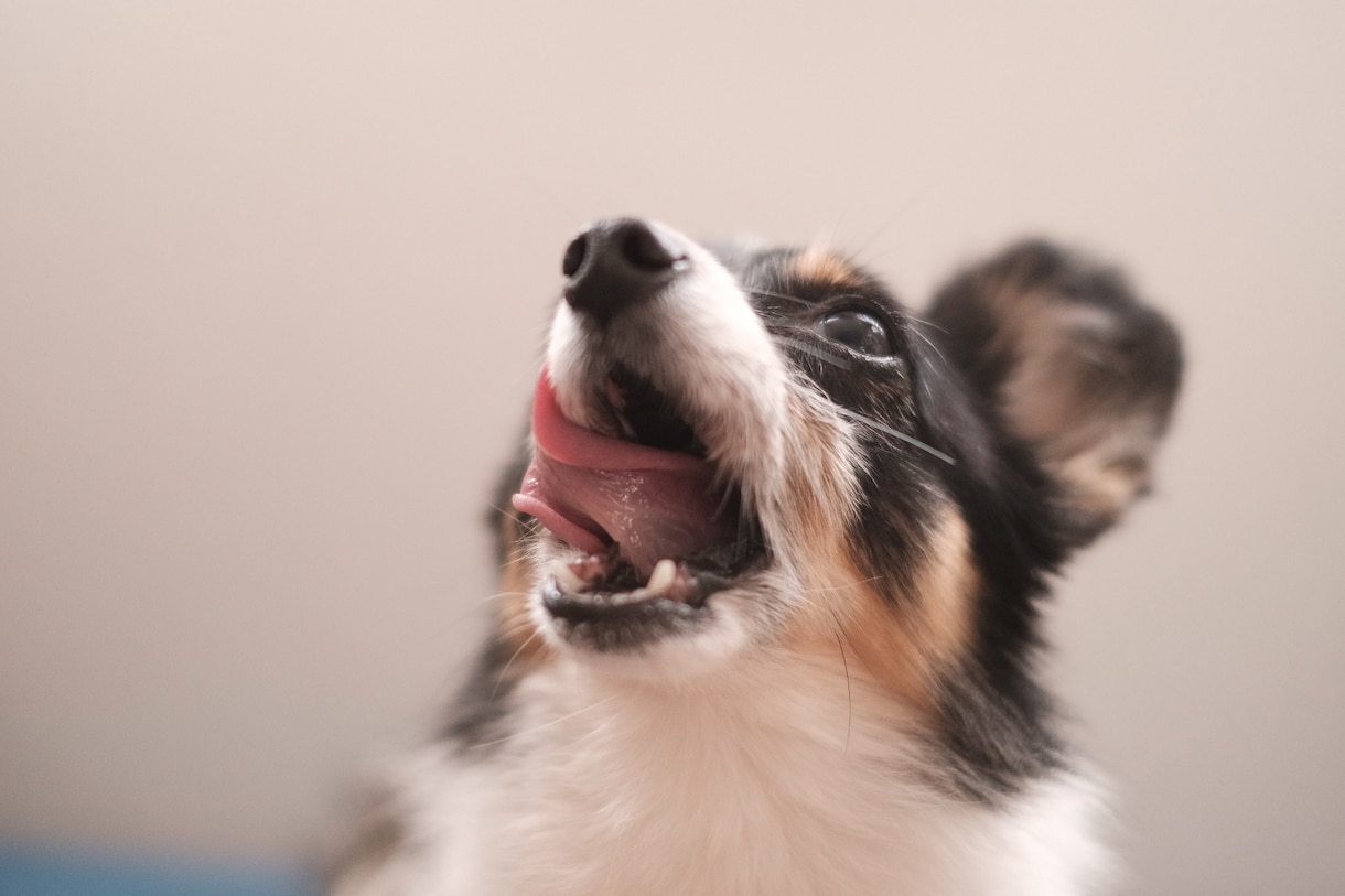 犬との暮らしの第1歩、お手伝いします これからわんちゃんと暮らしたいと思っている方へ☆ イメージ1