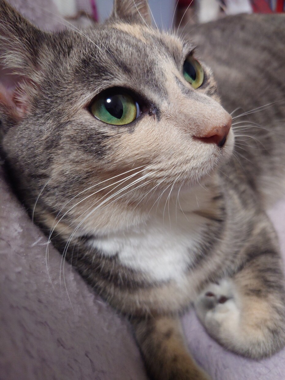猫ちゃんのゴロゴロ生音をお聞かせします 猫ちゃん大好き、ゴロゴロ音をリアルライブで聴きたい方！ イメージ4