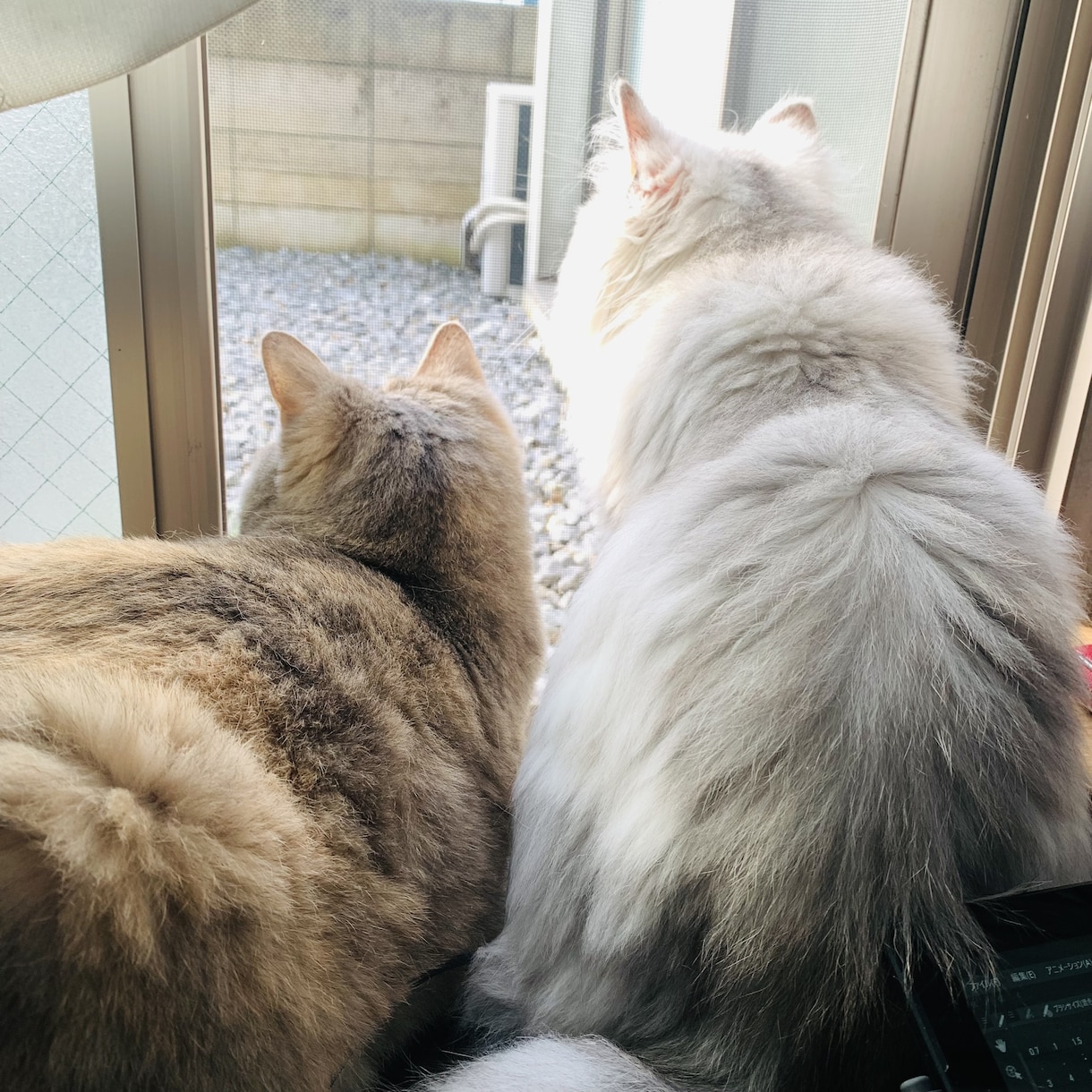 動物に関するインタビューします 動物の飼育に関するインタビュー イメージ1
