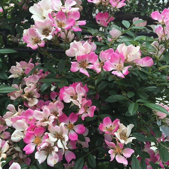 性格と考え方を変える　お花の力で　（バッチフラワ・セラピー） イメージ2