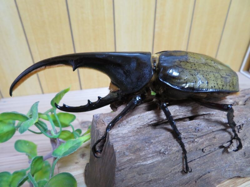生き物の飼い方教えます 昆虫、両生類、魚類、こちらに関して知識がありますのでご相談を イメージ4