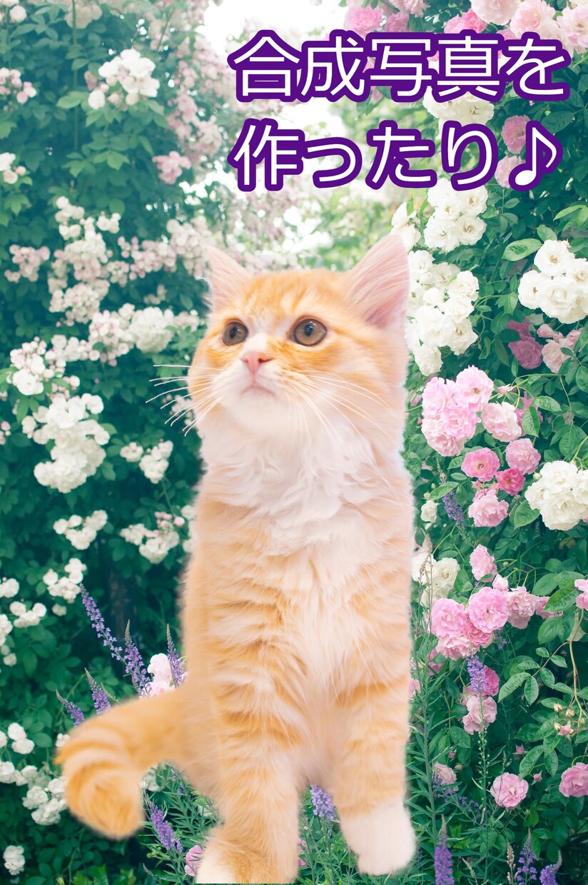 猫や犬などの画像をふわふわのまま透過加工します ペットの写真を透過し合成やオリジナルグッズに利用できます イメージ7