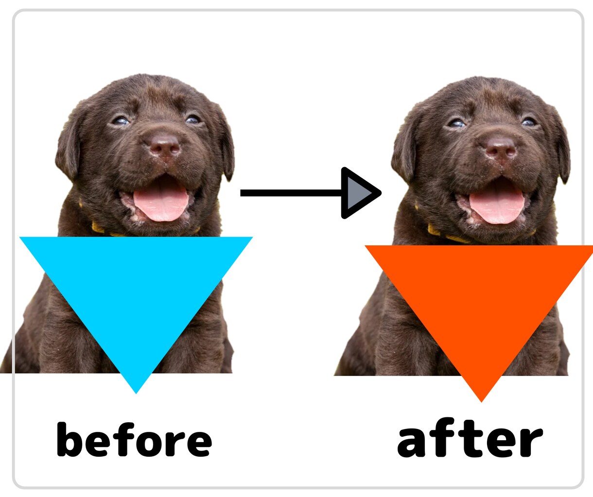 ペットのパーソナルカラー(似合う色)を診断します あなたの愛犬・愛猫をもっと素敵に！色のプロにお任せください イメージ4