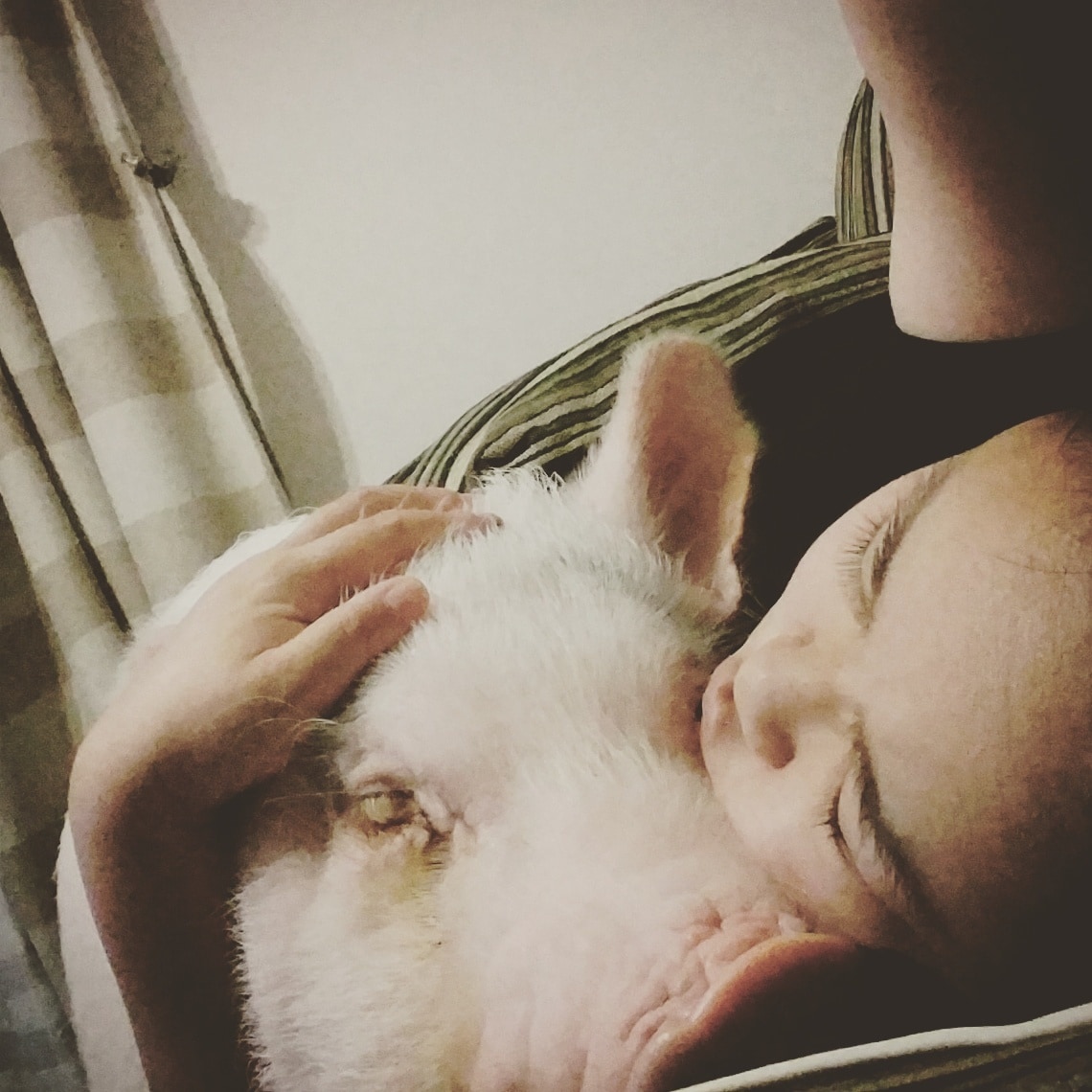 実はカンタン！ミニブタの飼い方教えます ミニブタはどんな生態なの？！と知りたい人へ イメージ1