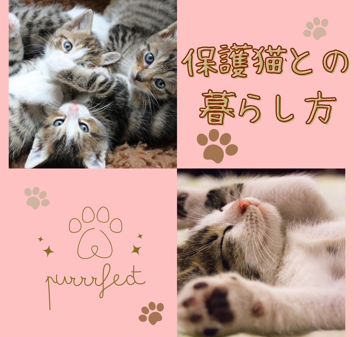 保護猫についてボランティア歴8年の私が教えます 保護猫を飼いたい✨ボランティアをしたい✨疑問にお答えします！ イメージ1