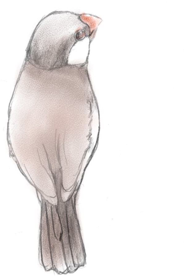 あなたのペットの（鳥限定）アイコンを作成いたします アイコンとヘッダーにいかがでしょうか イメージ6