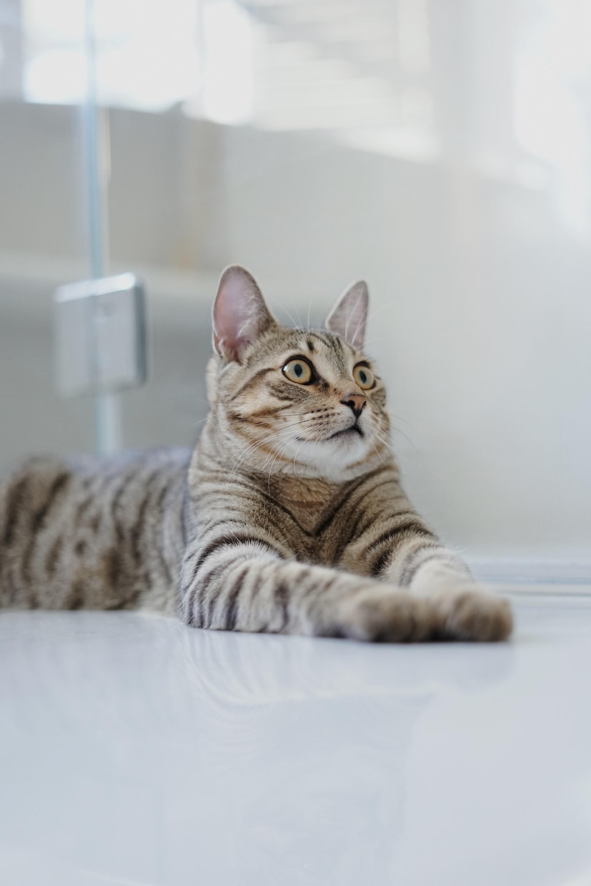獣医師が治療の相談や悩み、ペットロスをお聞きします この治療でいい？ちょっと不安が…、ペットロスで悩んでます… イメージ2