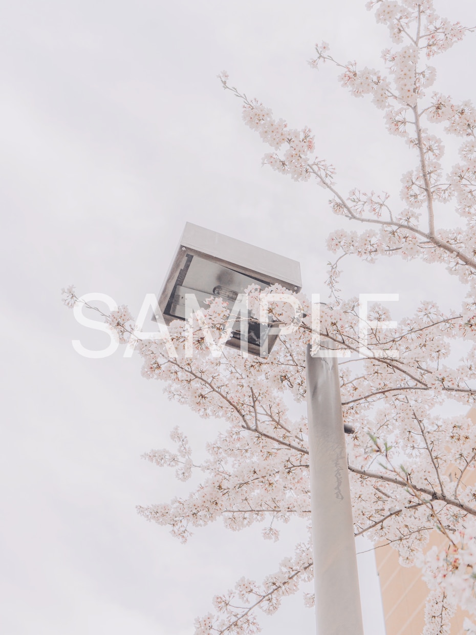 春の撮影　桜の写真素材10枚を提供します 色々な用途で使用できる素材写真をご提供します。 イメージ2