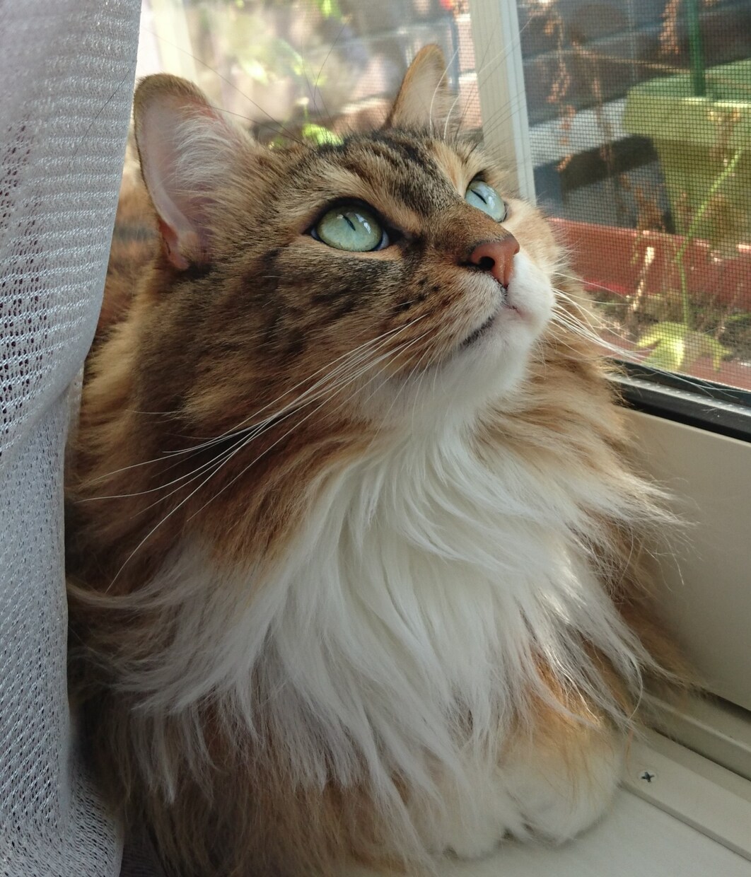 猫写メ提供します ノルウェージャンルフォレストキャット イメージ1