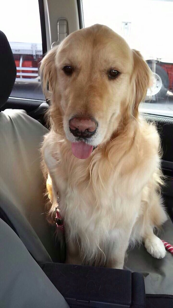 笑顔を欲してるあなたへ犬の写真をプレゼントします！ イメージ2