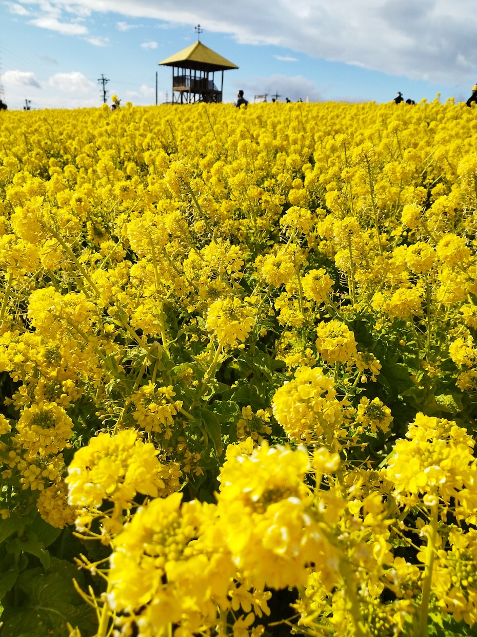 羽根を生やして自由を感じるあなたになります 自由♡ストレス軽減自分の気持ちを大切にする♡ イメージ1