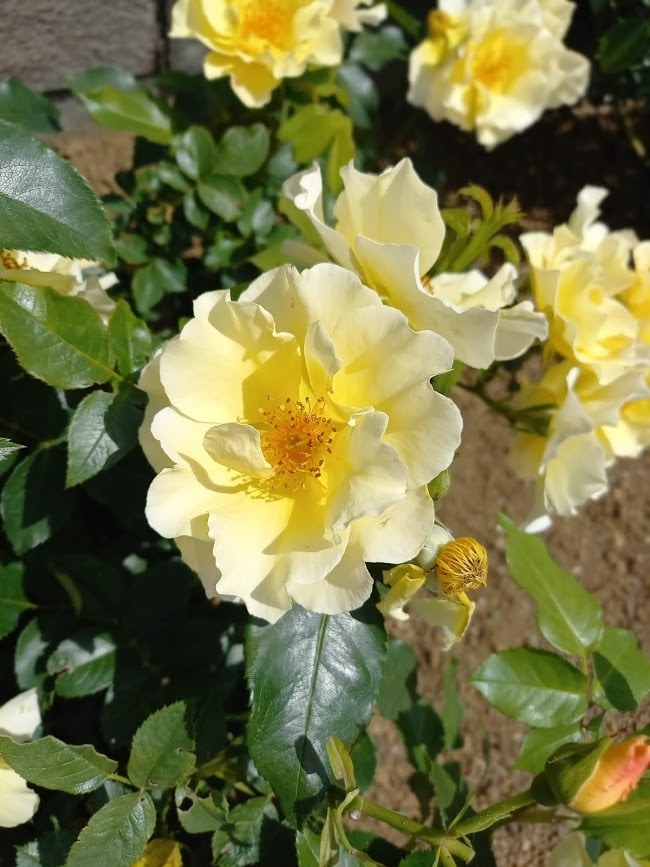 今のあなたの魅力を伝えるお花をお選びします 魅力を表すお花＆高次元のメッセージ＆未来を変えるセッション イメージ1