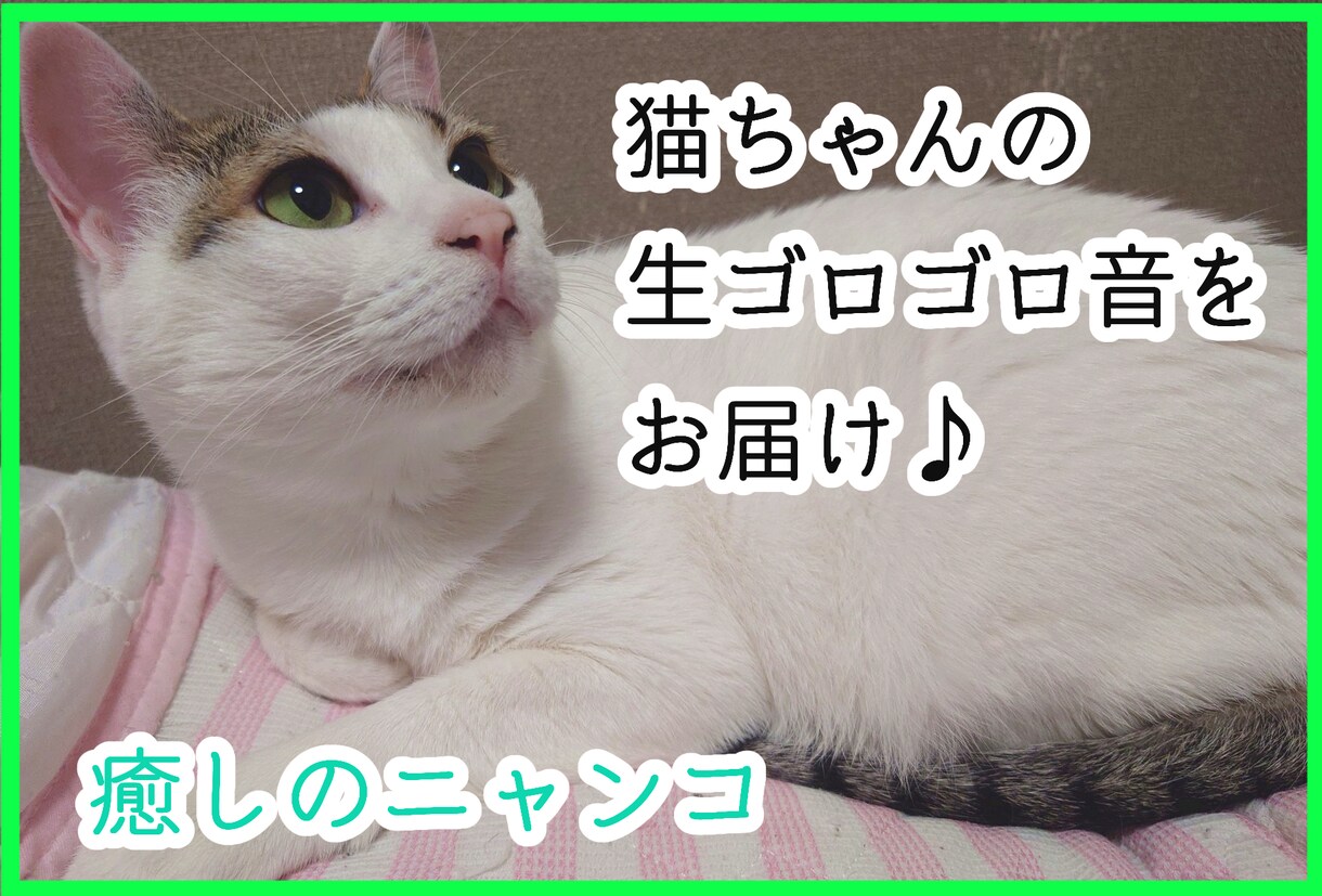 猫ちゃんのゴロゴロ生音をお聞かせします 猫ちゃん大好き、ゴロゴロ音をリアルライブで聴きたい方！ イメージ1