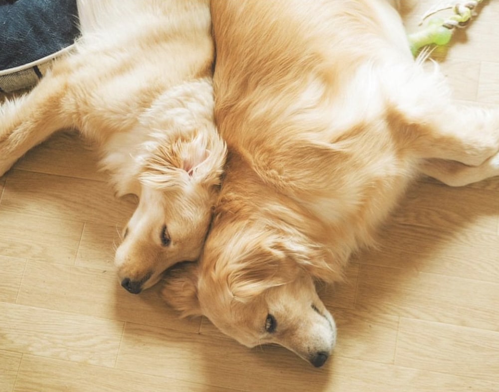 愛犬のこと何でも相談にのります 動物病院で6年間働いた愛玩動物看護が全力でサポートします！ イメージ2