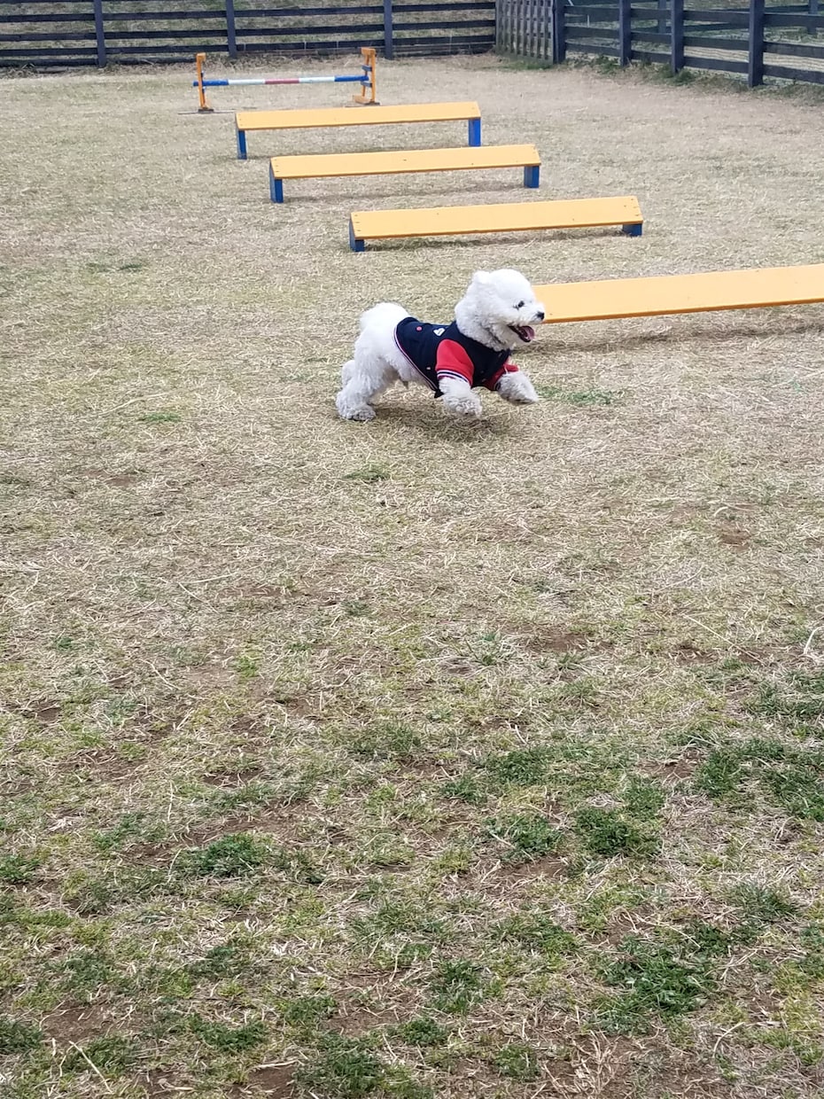 わんちゃん連れで入れるお店や観光地(国内)教えます これからはわんちゃんと一緒にお出掛けや旅行に行きましょう！ イメージ2