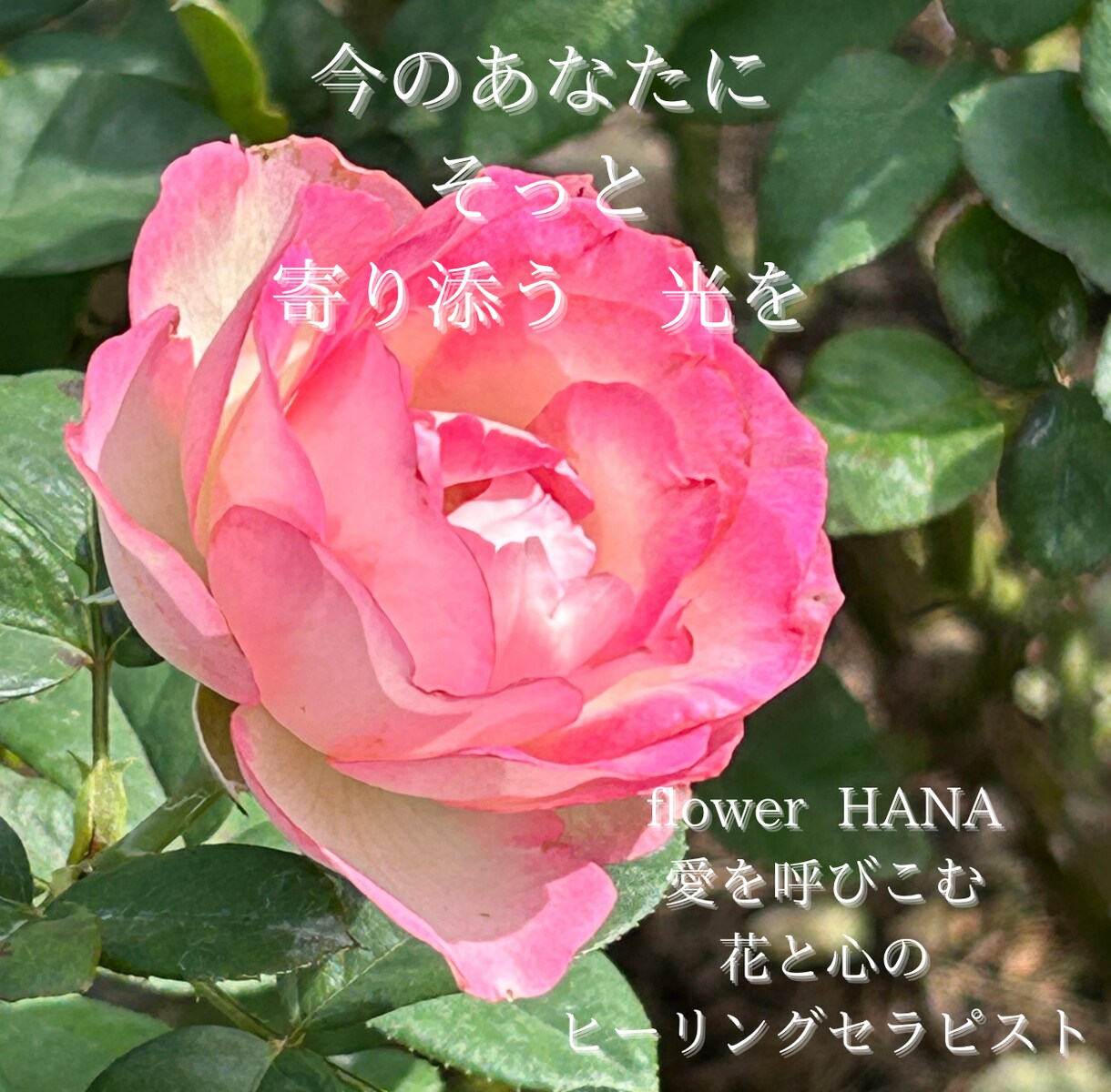 心ほどく恋愛・人生を優しく読み解きます 迷いで揺れる心にそっと灯りを灯す鑑定です イメージ1