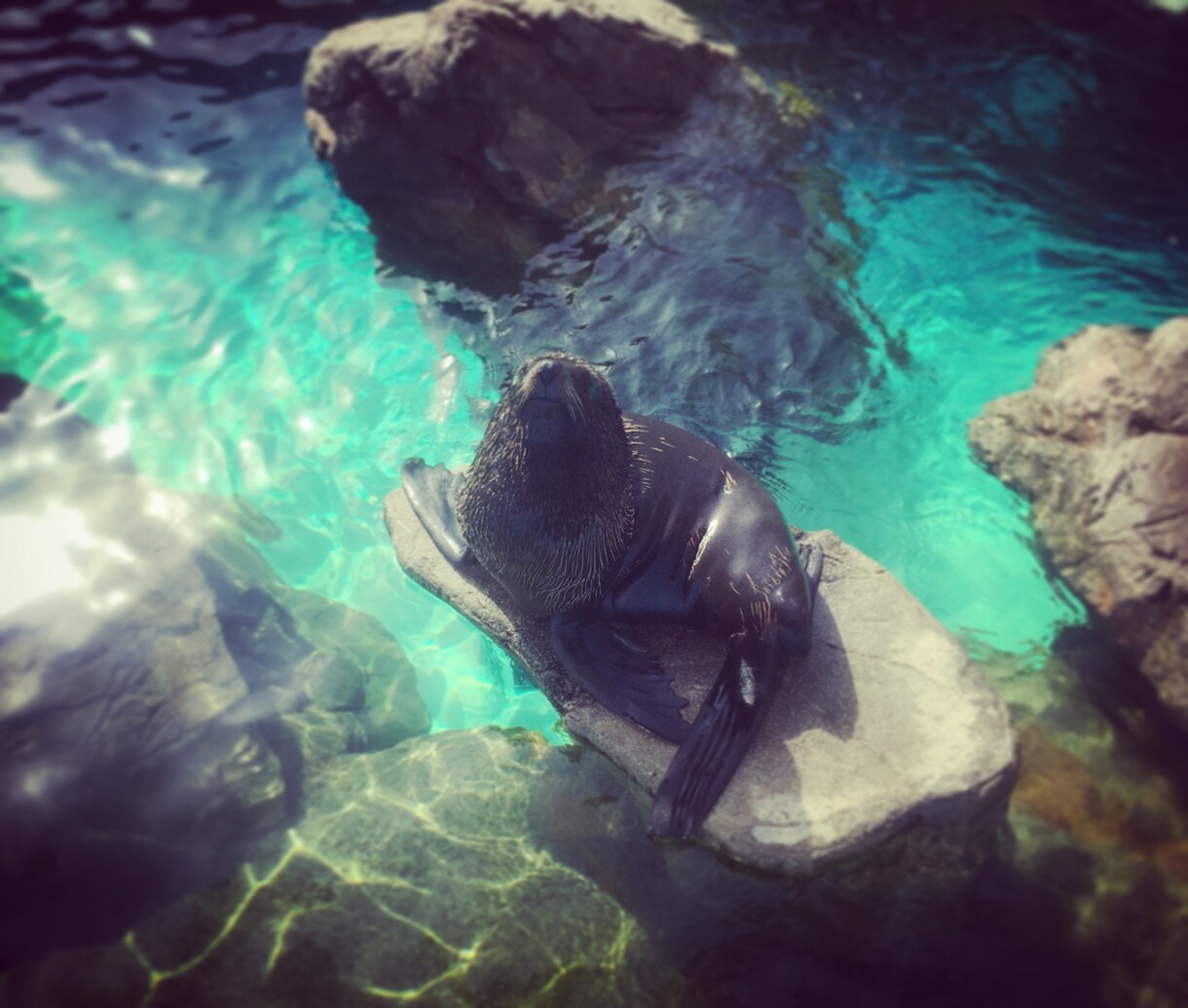 生き物の写真お売りします 自分で水族館や動物園を巡って撮ってきた写真を販売します！ イメージ1