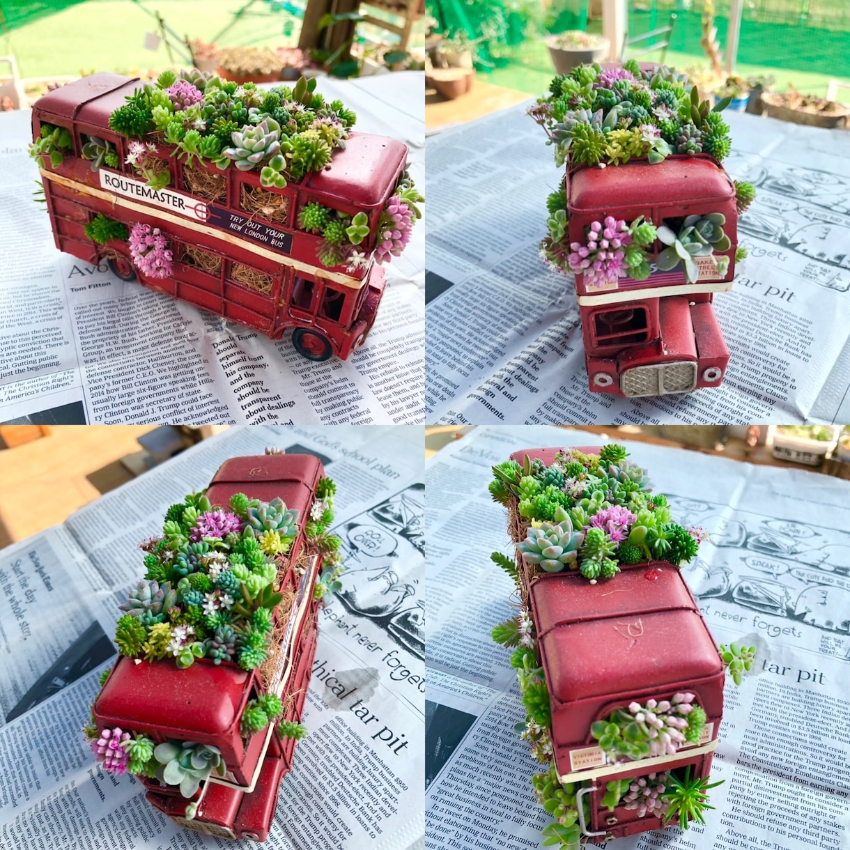 多肉植物のお悩み解決のお手伝いいたします 属種により違う育て方、寄せ植え方をお教えします！ イメージ7