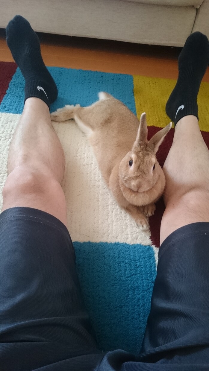 うさぎの体験談を聞きます 〜あなたの飼っているうさぎちゃんのエピソードを教えて下さい〜 イメージ8