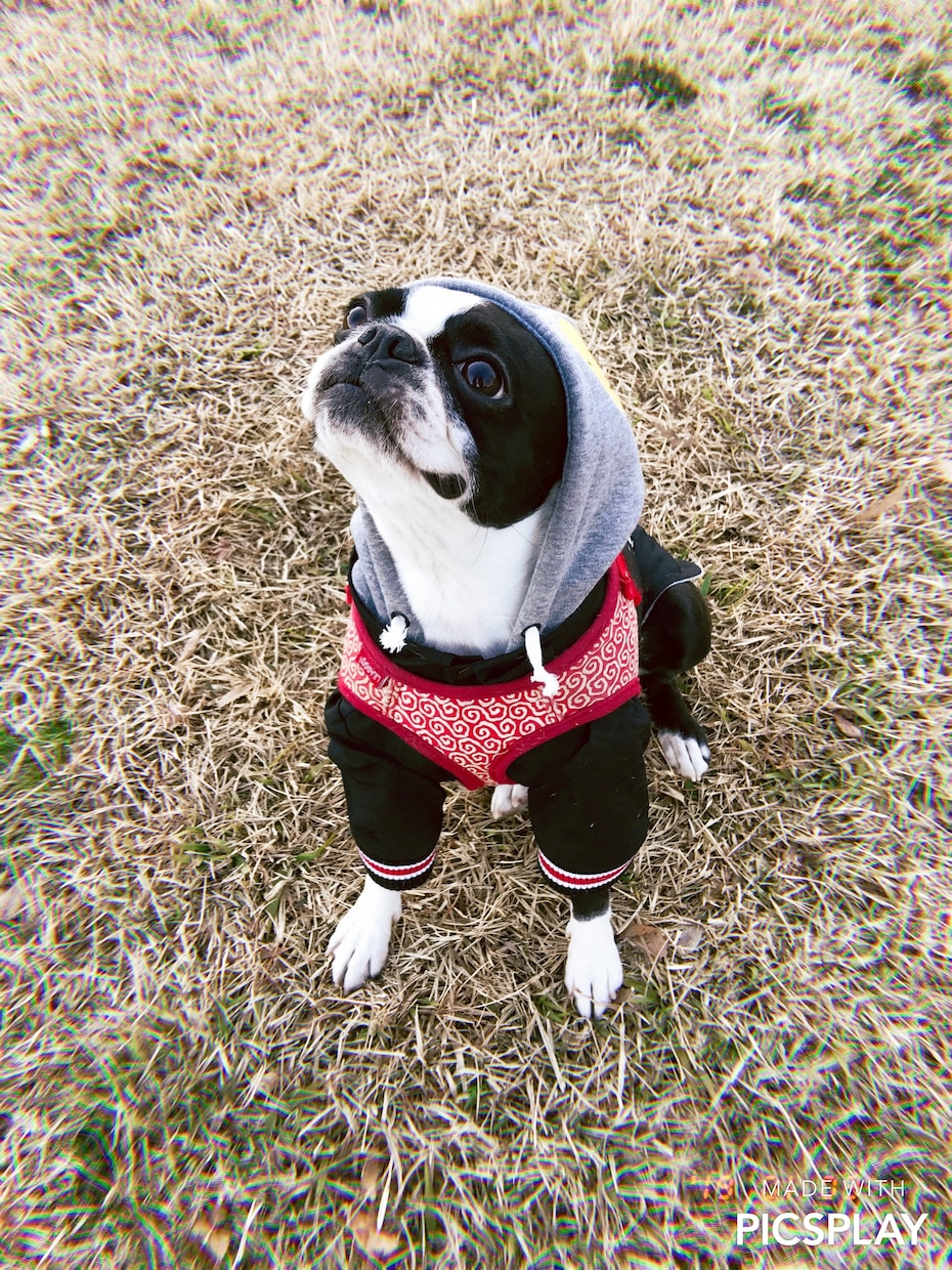 愛犬のストレス解消をお手伝いします ワンちゃんを飼ってきた経験からなんで？なストレスを紐解きます イメージ1