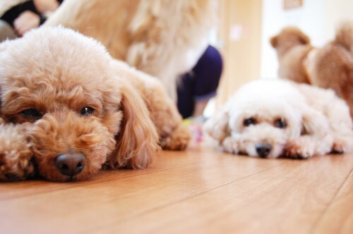 あなたに合ったおすすめ犬種を選びます ドッグライフカウンセラーがお手伝いU^ェ^U イメージ1