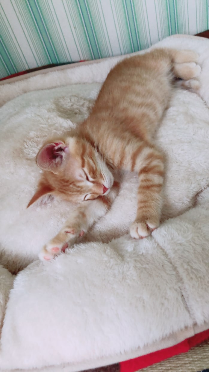 猫ちゃん好き必見！猫全般の記事作成、又は助言します 動物看護士視点から見る、猫と一緒に快適な生活を送りたい方へ イメージ2