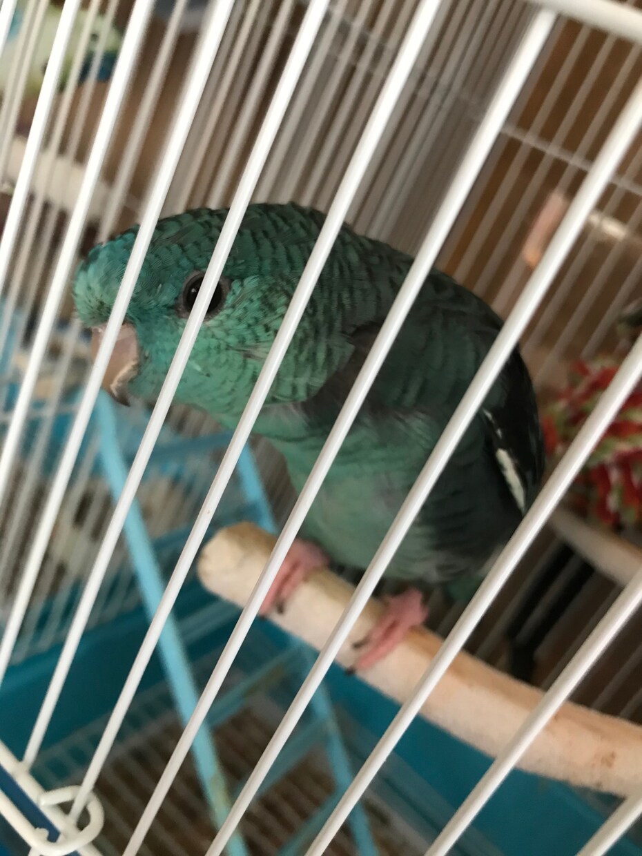 インコを初めて飼う方！雛を初めて飼う方！教えます 初めてインコを飼う方や初めて雛を飼う方必見！ イメージ1