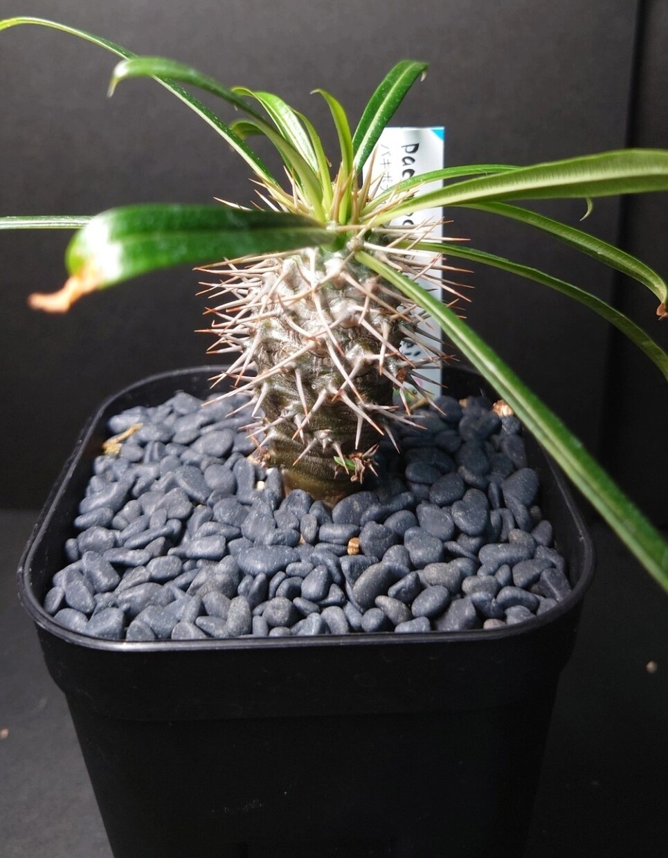 大学生が教える、観葉植物の育て方選び方教えます 観葉植物を中心に大学生の部屋の環境で枯らさないコツを伝えます イメージ5