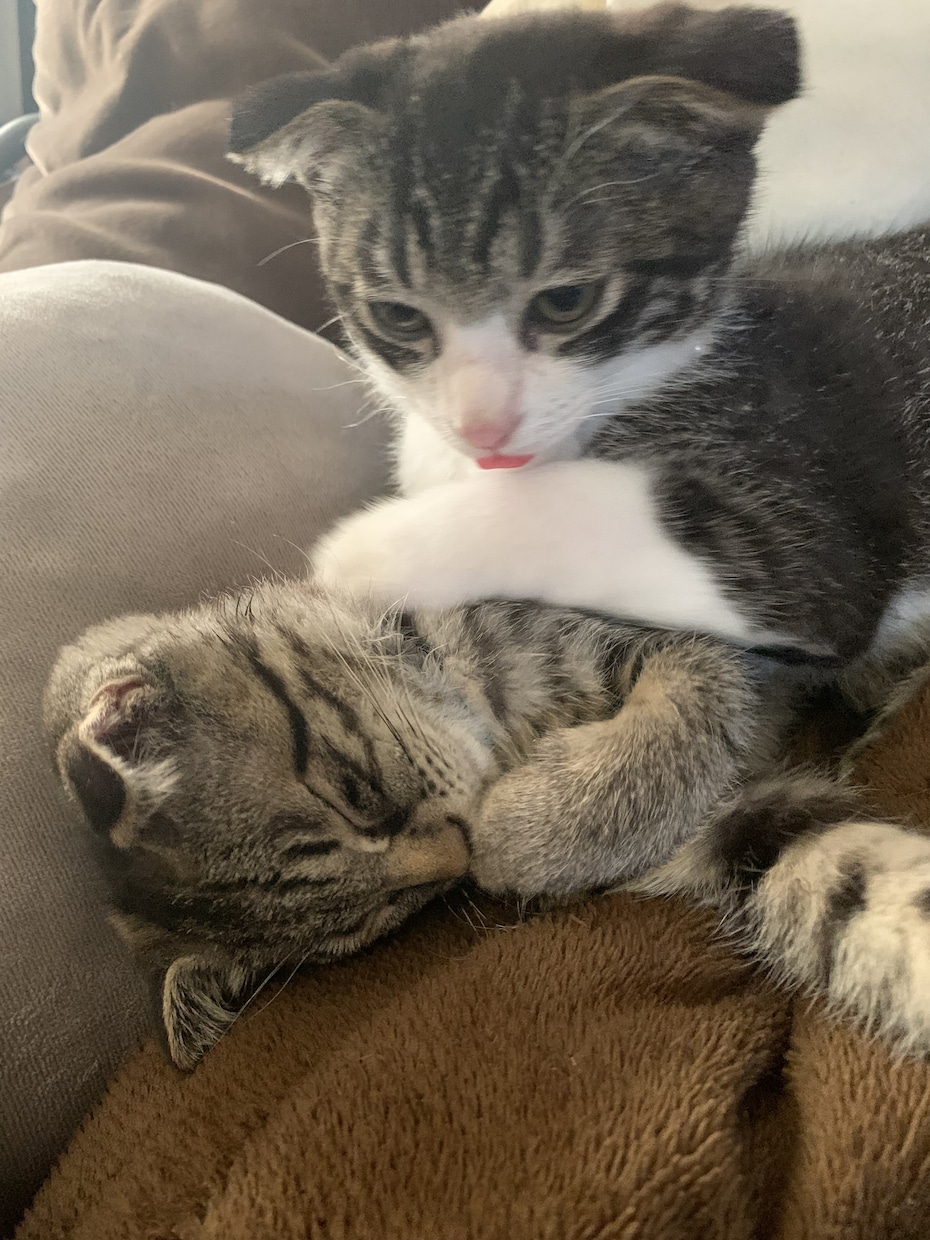 子猫のゴロゴロ音差し上げます 二匹の猫のうち一匹、または二匹のゴロゴロ音を差し上げます！ イメージ1