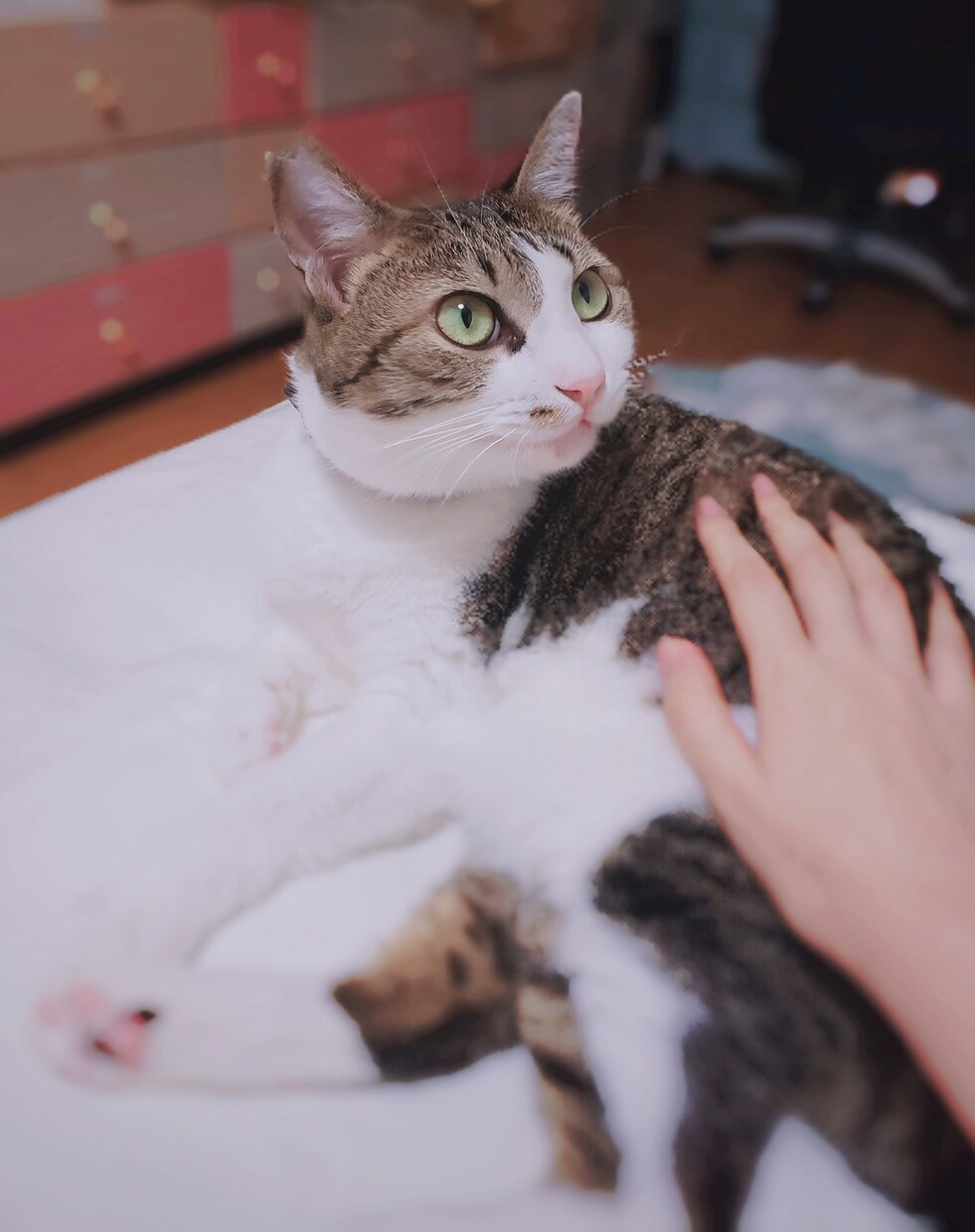 ねこがあなたの悩みを聞きます 猫生が波乱万丈な元野良猫の月見さんがお話聞きます イメージ5