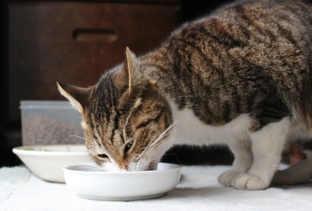 その食欲を1発で抑え込みます お腹が減ったら、我慢せずにお電話を！食べる前にしゃべる！ イメージ6