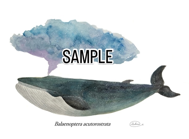 くじら、シャチ、魚類等のイラスト描きます 水生生物の絵を描くのが得意です★他サイト様でも販売実績あり★ イメージ1