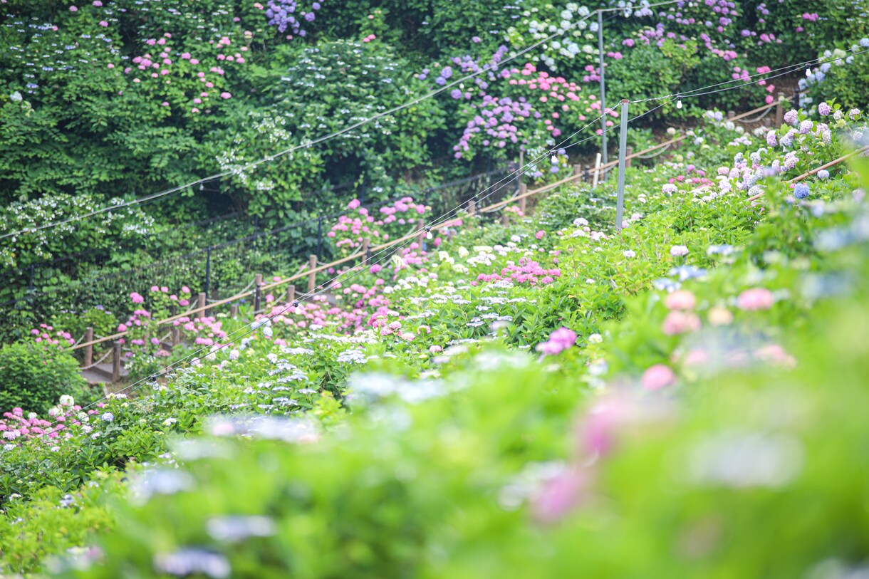 一眼レフで季節のお花を撮ります 季節に沿ったお花を一眼レフカメラで撮り提供します！ イメージ4