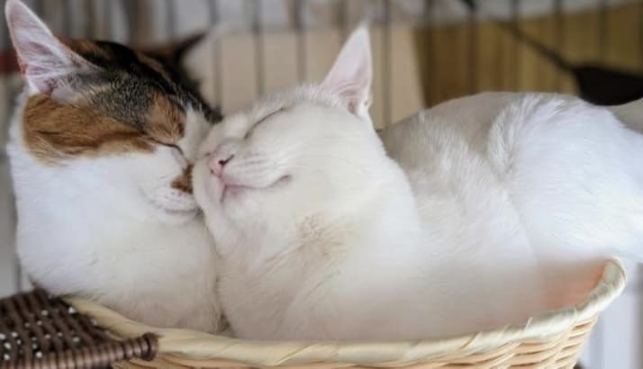 疲れているから癒して欲しい方♡私が癒します 甘えたがりな男性の方へ❤️私が心のオアシスになります♡ イメージ2