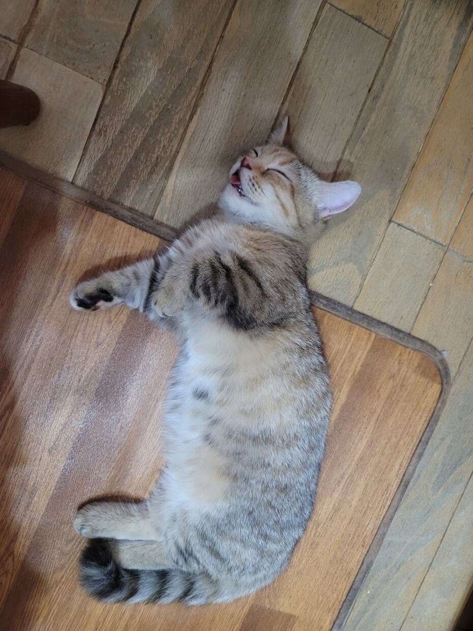 猫ちゃんに関する悩みや相談のります ・猫ちゃんの飼い方・多頭飼育の方法・初めて猫ちゃんを飼う イメージ6
