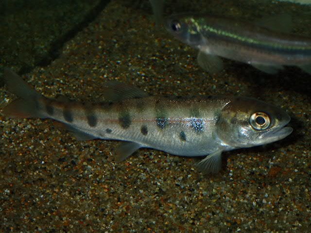 熱帯魚海水魚の飼育相談承ります アクアリウム歴20年以上の元アクアショップ店員アドバイザー イメージ3