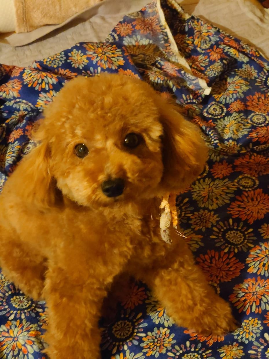 動物管理士が犬の相談雑談受付しています とにかく犬のお話楽しくしませんか？飼育歴30年 イメージ4