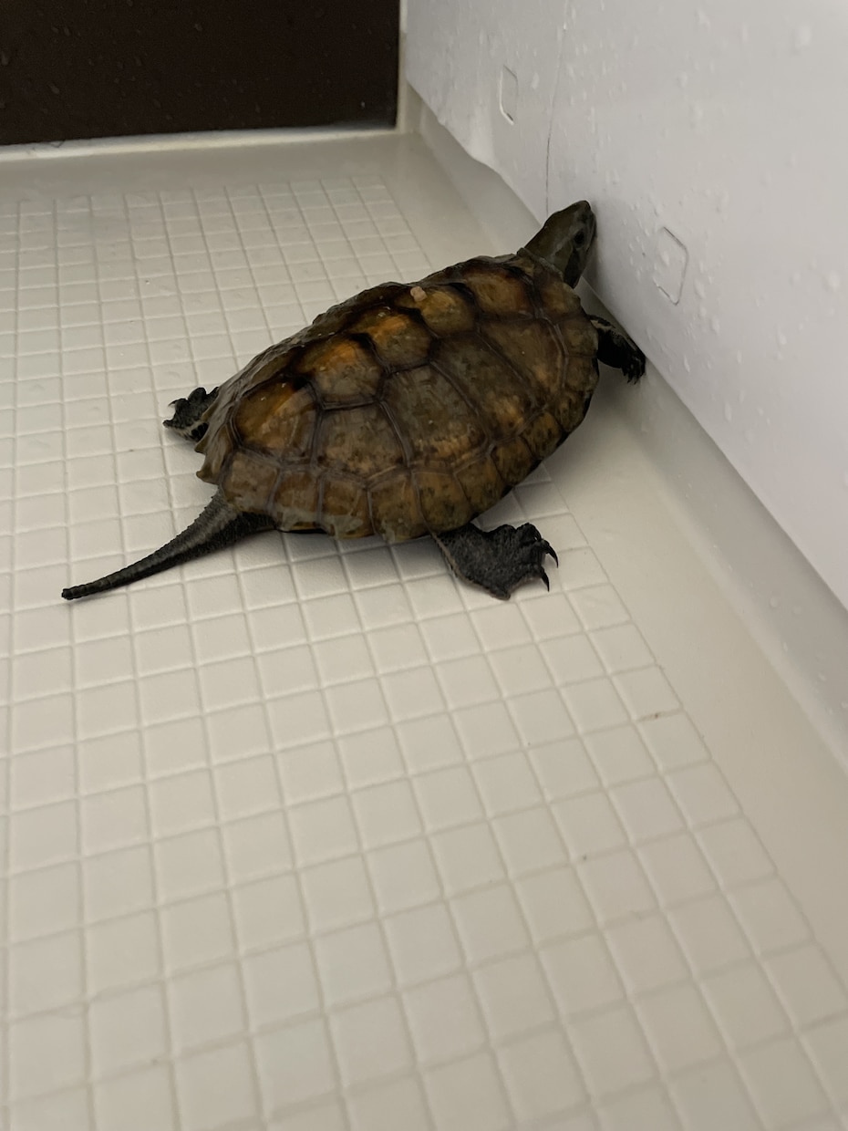 可愛い動物たちの動画素材提供します 写真でも動画でも！色々な動物の素材提供します！ イメージ8