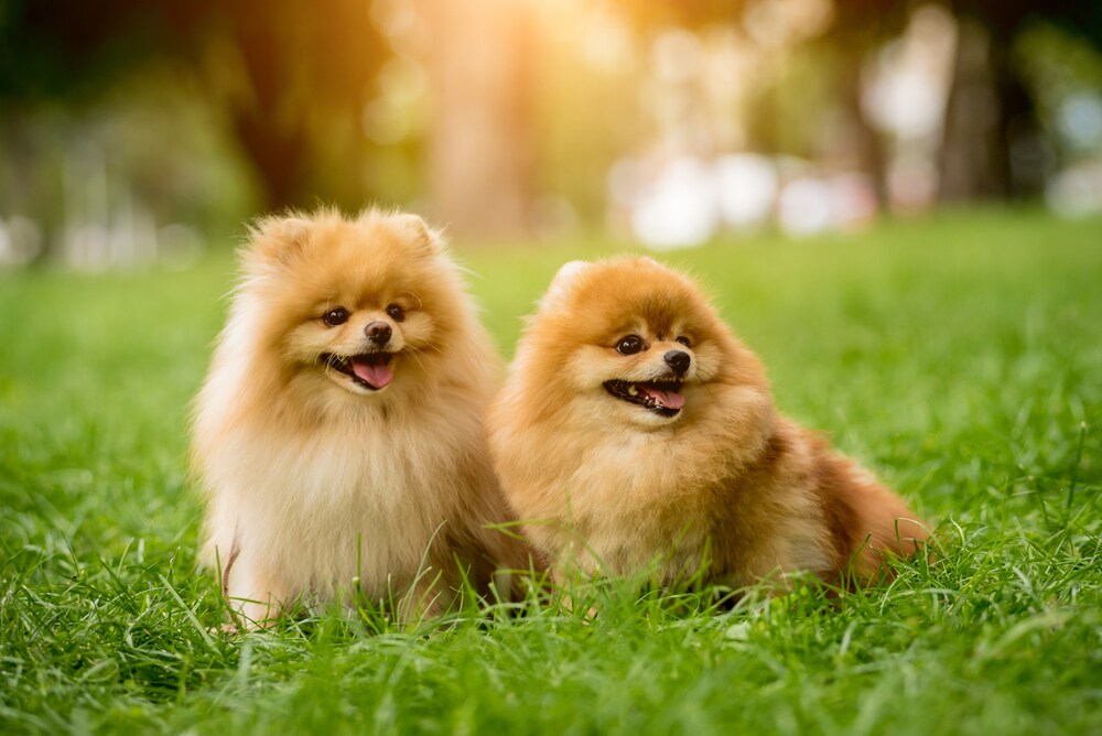 お家のわんちゃんのことなんでも聞きます 専門学校卒、知識あります！大型犬、小型犬両方飼育しています！ イメージ1