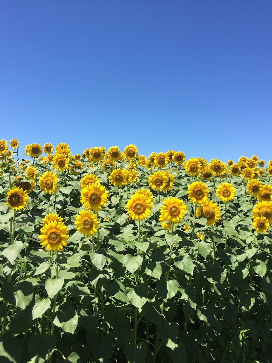 写真撮影します 風景などなど…写真撮影代行します。 イメージ2