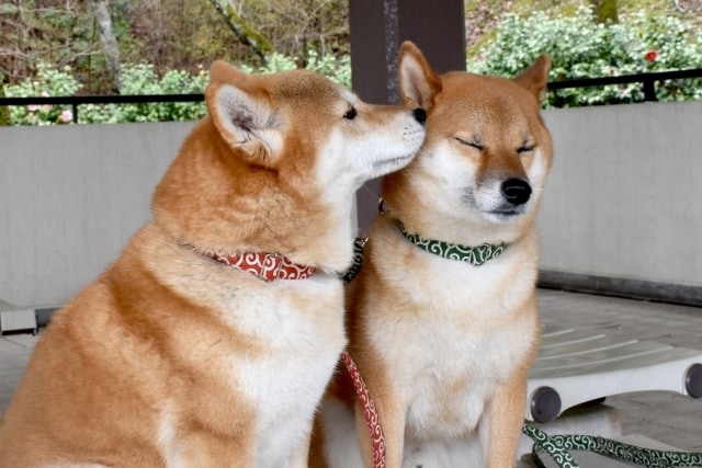 5分でもお話をうかがい波動調整ヒーリングを送ります ✨心身を癒やし脳を整えるハッピーヒーリング電話をいたします♡ イメージ7
