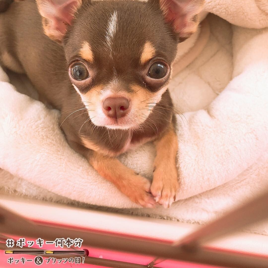 あなたからの依頼に合わせたチワワの写真を撮ります 犬が大好きな人チワワが好きな人 イメージ1