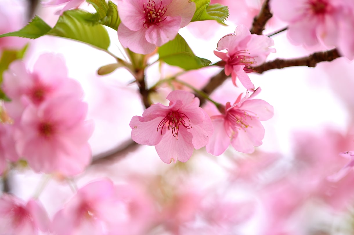 美しい写真を丁寧に撮影します 学生時代から写真が好きでプロに負けない美しい写真を撮影します イメージ3